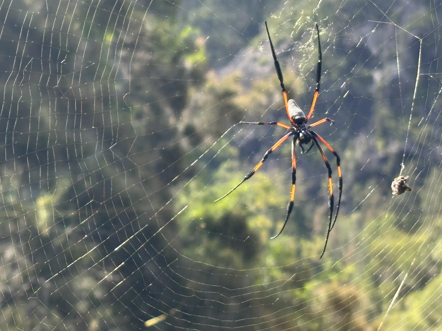 Une néphile dans sa toile, au bord du sentier. Elle est plus impressionnante que dangereuse.