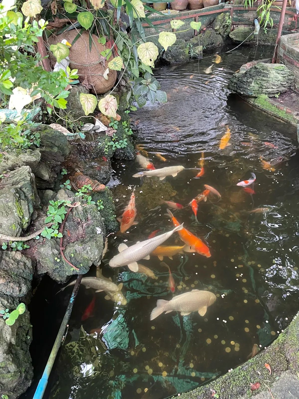 Un bassin de carpes koï dans la cour d'une maison. On leur a jeté à manger pendant dix minutes.
