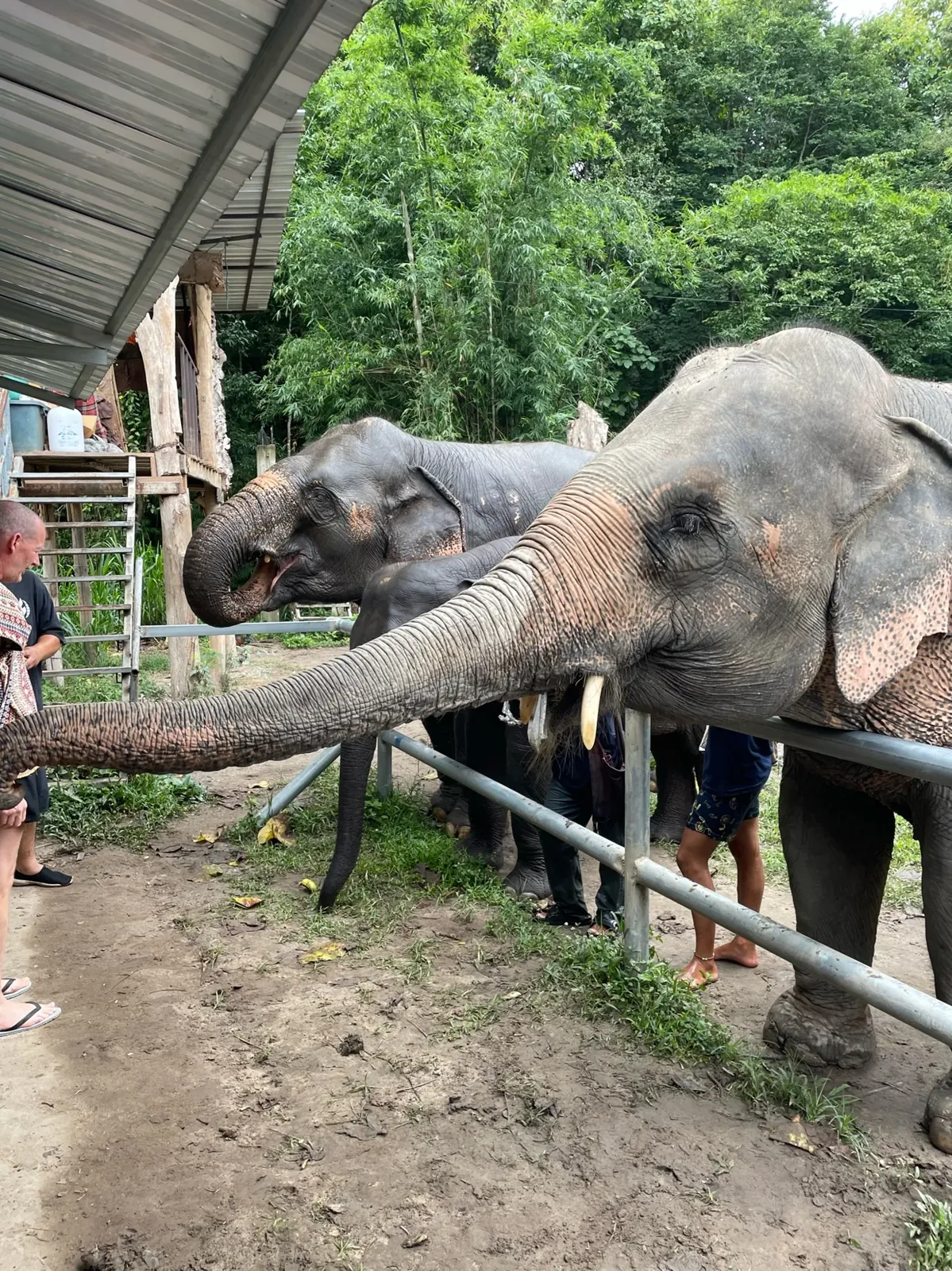Un sanctuaire d'éléphants près de Chiang Mai. Ils viennent chercher les bananes tout seuls.